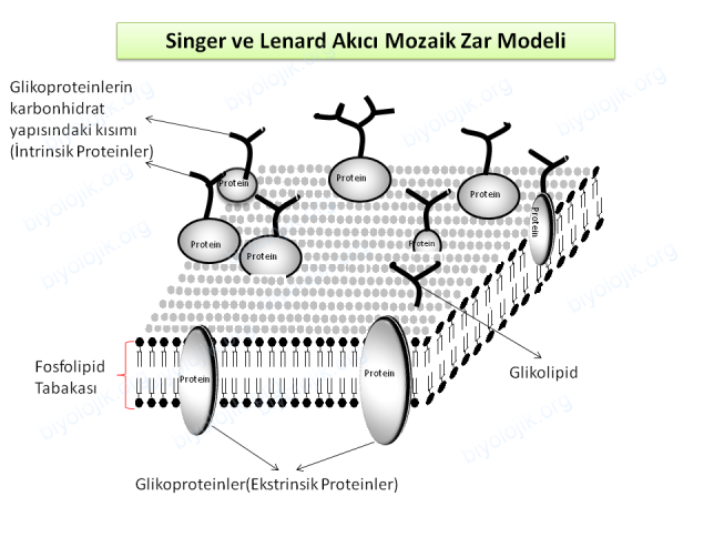 Akıcı Mozaik Zar Modeli